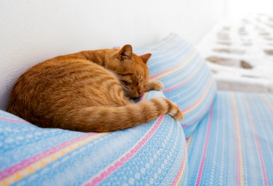 Sleeping cat on the couch, purring his little heart out.